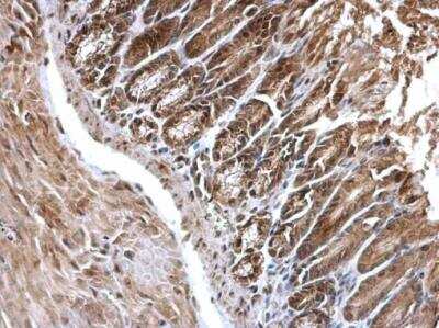 Immunohistochemistry-Paraffin: EDC4 Antibody [NBP2-16267]