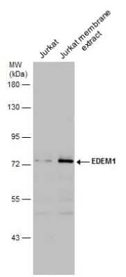 Western Blot: EDEM1 Antibody [NBP3-12935]