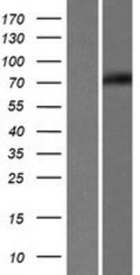 Western Blot: EDEM1 Overexpression Lysate [NBP2-07299]