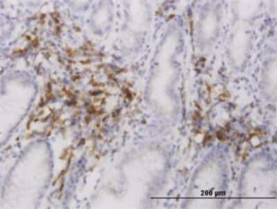 Immunohistochemistry-Paraffin: EDEM2 Antibody (2E4) [H00055741-M01]