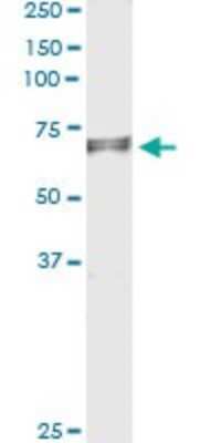 Immunoprecipitation: EDEM2 Antibody (2E4) [H00055741-M01]
