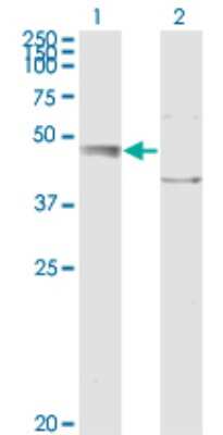 Western Blot: EDEM2 Antibody (2E4) [H00055741-M01]