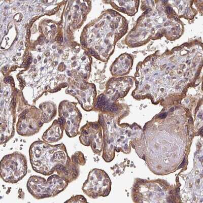 Immunohistochemistry-Paraffin: EDEM2 Antibody [NBP2-37921]