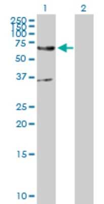 Western Blot: EDEM2 Antibody [H00055741-D01P]