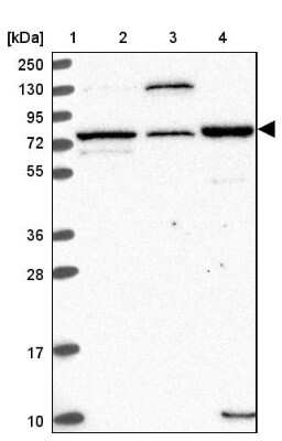 Western Blot: EDEM2 Antibody [NBP2-37921]