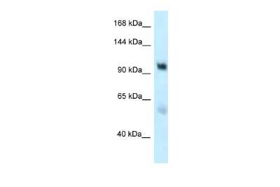 Western Blot: EDEM3 Antibody [NBP2-87324]