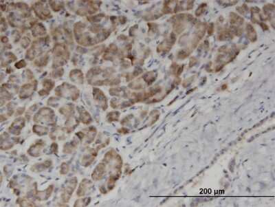 Immunohistochemistry-Paraffin: EDF1 Antibody (3E6) [H00008721-M03]