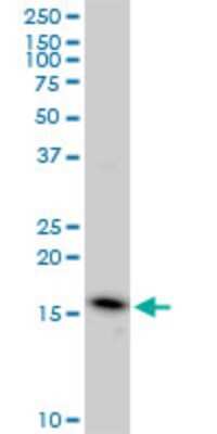 Western Blot: EDF1 Antibody (3E6) [H00008721-M03]