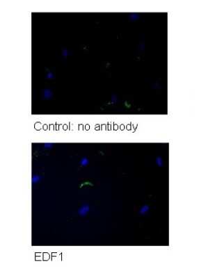 Immunocytochemistry/ Immunofluorescence: EDF1 Antibody [NBP2-87325]