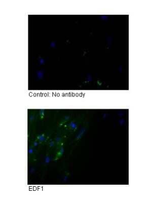Immunocytochemistry/ Immunofluorescence: EDF1 Antibody [NBP2-87328]