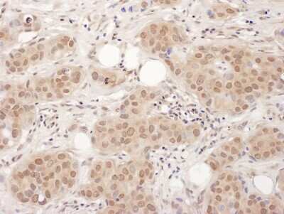 Immunohistochemistry: EDF1 Antibody [NBP2-22327]
