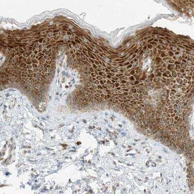 Immunohistochemistry-Paraffin: EDF1 Antibody [NBP1-84011]