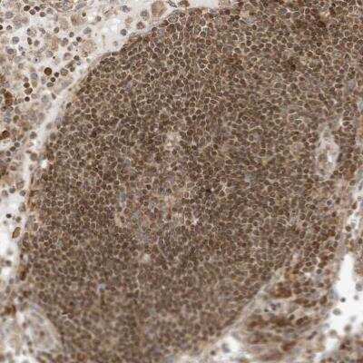 Immunohistochemistry-Paraffin: EDF1 Antibody [NBP1-84011]