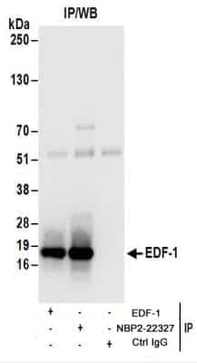 Immunoprecipitation: EDF1 Antibody [NBP2-22327]