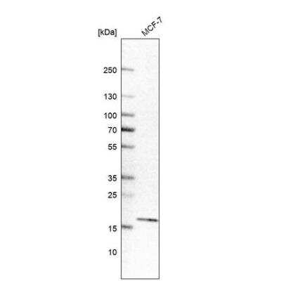 Western Blot: EDF1 Antibody [NBP1-84011]