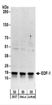 Western Blot: EDF1 Antibody [NBP2-22327]