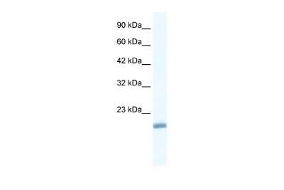 Western Blot: EDF1 Antibody [NBP2-87326]