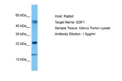 Western Blot: EDF1 Antibody [NBP2-87327]
