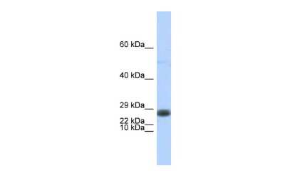 Western Blot: EDF1 Antibody [NBP2-87328]