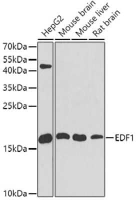 Western Blot: EDF1 AntibodyBSA Free [NBP2-92882]