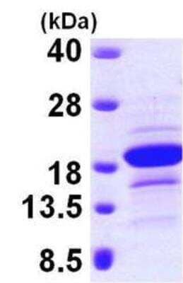 Western Blot: Recombinant Human EDF1 His Protein [NBP1-45307]