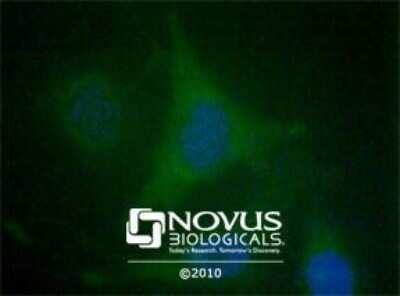 Immunocytochemistry/ Immunofluorescence: EDIL3/DEL1 Antibody - BSA Free [NBP1-28632]