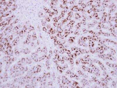 Immunohistochemistry-Paraffin: EDIL3/DEL1 Antibody [NBP2-16146]