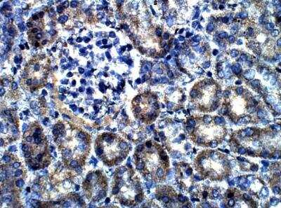 Immunohistochemistry-Paraffin: EDIL3/DEL1 Antibody [NBP3-12298]