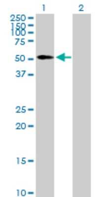 Western Blot: EDIL3/DEL1 Antibody [H00010085-B01P]