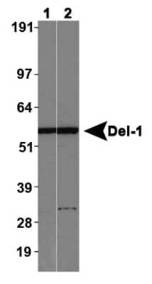 Western Blot: EDIL3/DEL1 AntibodyBSA Free [NBP1-28632]