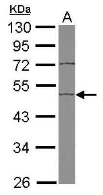 Western Blot: EDIL3/DEL1 Antibody [NBP2-16146]