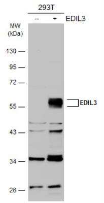 Western Blot: EDIL3/DEL1 Antibody [NBP2-16146]