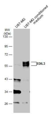 Western Blot: EDIL3/DEL1 Antibody [NBP2-16146]