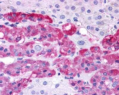 Immunohistochemistry-Paraffin: EDNRB/Endothelin R Type B Antibody - BSA Free [NLS54]