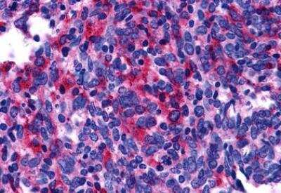 Immunohistochemistry-Paraffin: EDNRB/Endothelin R Type B Antibody - BSA Free [NLS54]