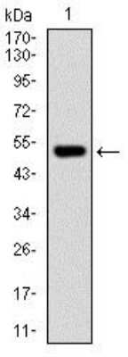 Western Blot: EDR1/PHC1 Antibody (1F3F3)BSA Free [NBP2-37371]