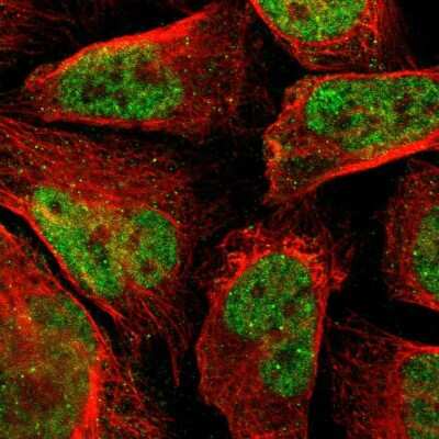 Immunocytochemistry/ Immunofluorescence: EDR1/PHC1 Antibody [NBP1-84009]