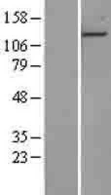 Western Blot: EDR1/PHC1 Overexpression Lysate [NBL1-14350]