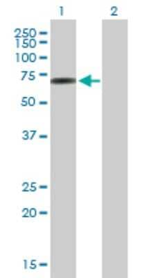 Western Blot: EDRF1 Antibody [H00026098-B01P]