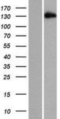 Western Blot: EDRF1 Overexpression Lysate [NBP2-07145]