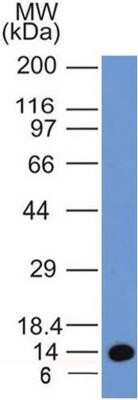 Western Blot: EEA1 Antibody (6D4.1D4)Azide and BSA Free [NBP2-80711]