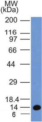 Western Blot: EEA1 Antibody (6D4.1D4)BSA Free [NBP2-36568]