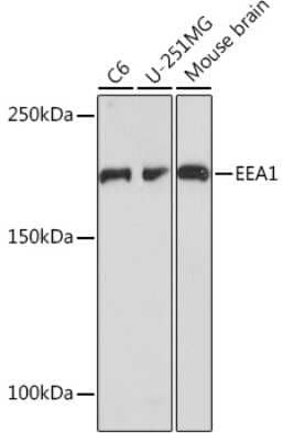 Western Blot: EEA1 Antibody (8S10A7) [NBP3-16537]