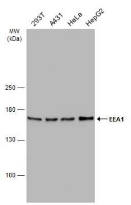 Western Blot: EEA1 Antibody (GT10811) [NBP3-13599]