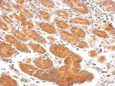 Immunohistochemistry-Paraffin: EEA1 Antibody [NBP1-30914]