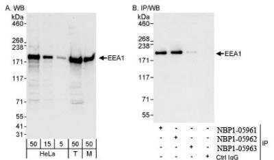 Western Blot: EEA1 Antibody [NBP1-05962]