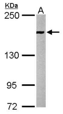 Western Blot: EEA1 Antibody [NBP1-30914]