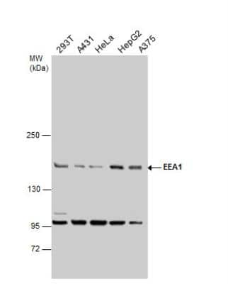 Western Blot: EEA1 Antibody [NBP1-30914]