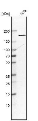 Western Blot: EEA1 Antibody [NBP1-91859]