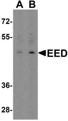 Western Blot: EED AntibodyBSA Free [NBP2-81819]
